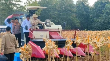 Presiden Prabowo Kemudikan Combine Harvester Saat Panen Raya Jagung di Tuban